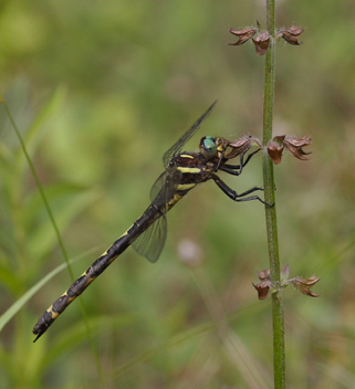 Cordulegaster obliqua, female